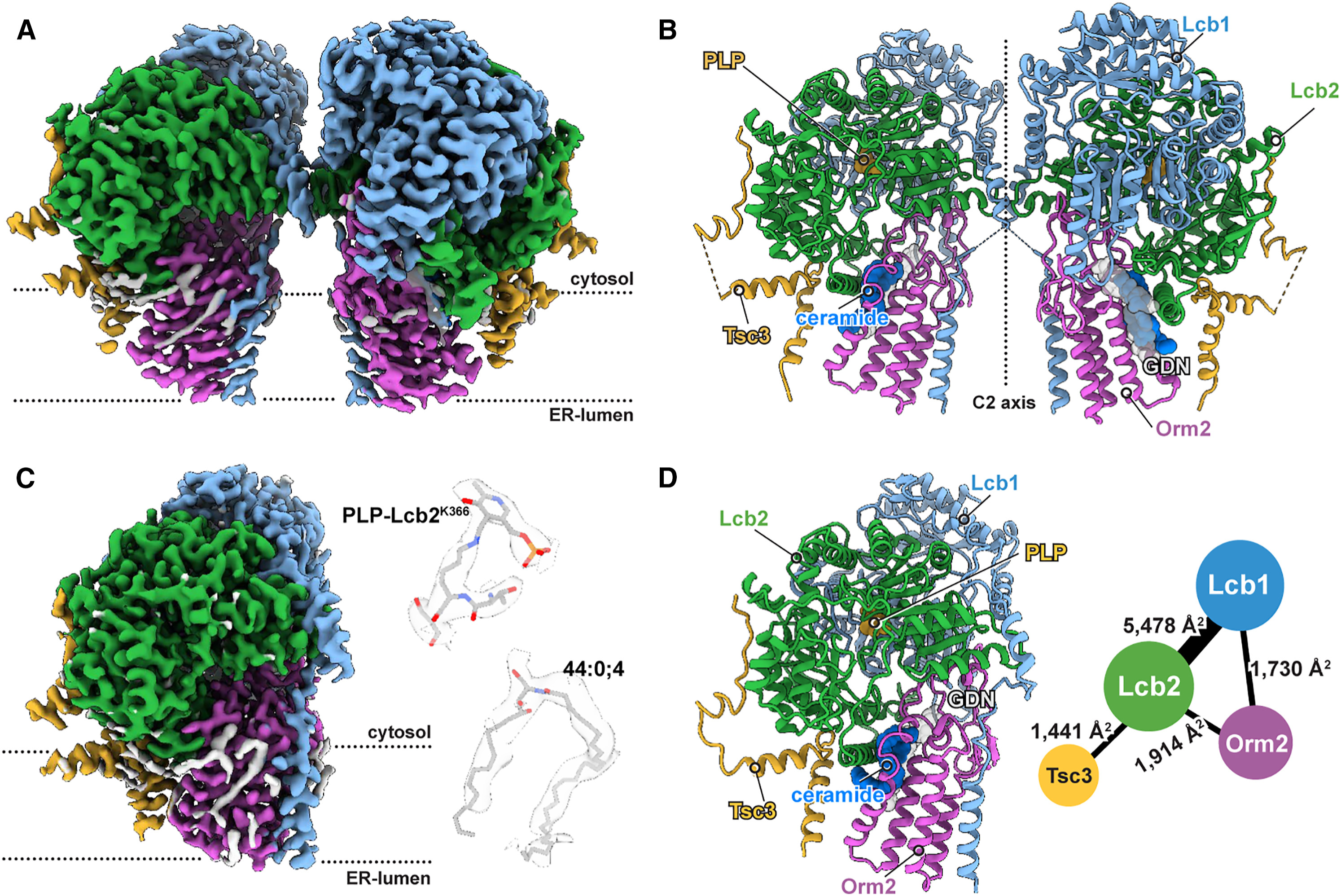 Carolin Körner, Jan-Hannes Schäfer, Bianca M. Esch, Kristian Parey, Stefan Walter, David Teis, Dovile Januliene, Oliver Schmidt, Arne Moeller, Florian Fröhlich, The structure of the Orm2-containing serine palmitoyltransferase complex reveals distinct inhibitory potentials of yeast Orm proteins, Cell Reports, Volume 43, Issue 8, 2024; https://doi.org/10.1016/j.celrep.2024.114627; CC BY-NC